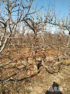 高度300厘米樱桃