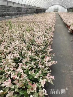 20厘米花叶络石