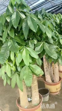 50公分马拉巴栗