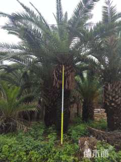 裸干高310厘米加拿利海枣