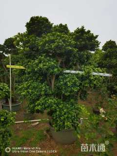 高度200厘米金钱榕