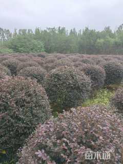 冠幅80厘米红花继木球