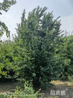 高度600厘米丛生暴马丁香