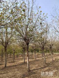 18公分金叶复叶槭