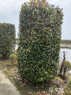 高度280厘米红叶石楠柱