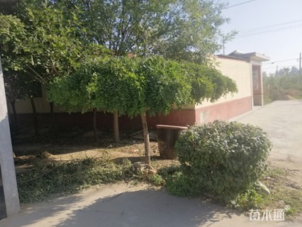 30公分金枝龙爪槐