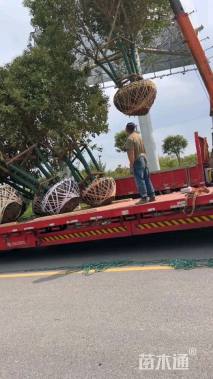 高度500厘米丛生大叶女贞