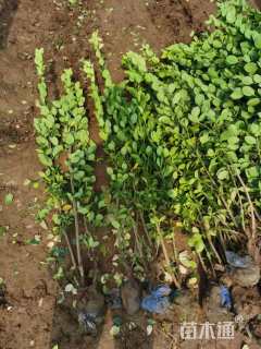 高度100厘米北海道黄杨