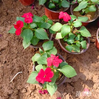 高度17厘米非洲凤仙