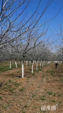 15公分白兰地海棠