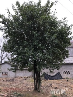 高度700厘米丛生大叶女贞