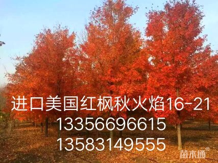 21公分美国红枫
