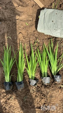 高度25厘米黄菖蒲