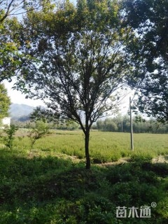 15公分骨里红梅