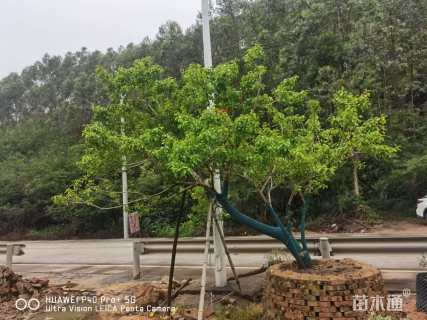 15公分红果冬青