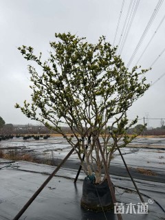 高度150厘米金森女贞