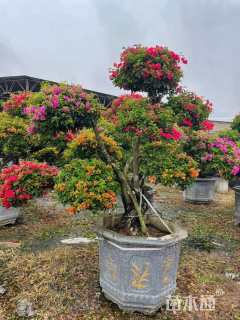 高度200厘米三角梅