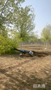 20公分金叶复叶槭