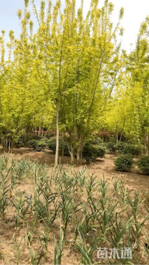 7公分金叶复叶槭