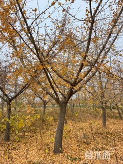 20公分嫁接银杏