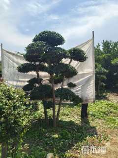 15公分造型卫矛