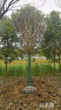 12公分大叶女贞