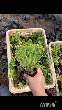 高度15厘米红花酢浆草