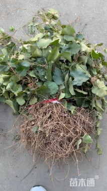 高度40厘米寒莓