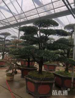 容器苗造型罗汉松