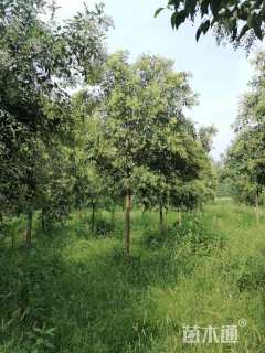 10公分大叶女贞