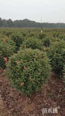 冠幅120厘米红叶石楠球