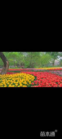 高度30厘米桔梗花