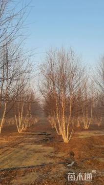 高度700厘米丛生河桦