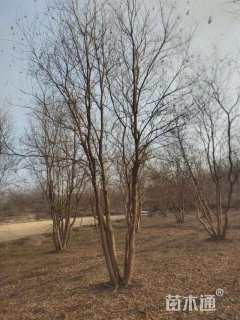 8公分(5杆)丛生乌桕