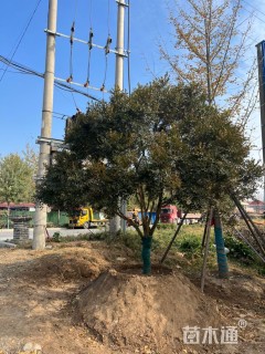 高度400厘米瓜子黄杨