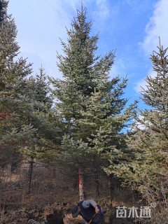 高度600厘米青海云杉
