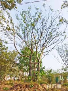 55公分丛生朴树