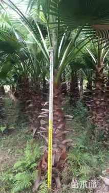 裸干高350厘米华棕