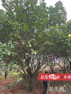 高度600厘米丛生胡柚