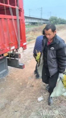 25公分大叶女贞