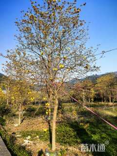 10公分黄花风铃木