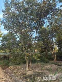 60公分(5杆)丛生朴树