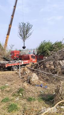 15公分染井吉野樱