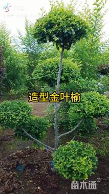 10公分造型金叶榆
