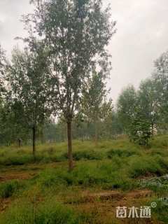 14公分柳树