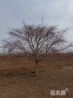 12公分日本红枫