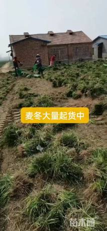 高度10厘米玉龙草