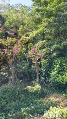 10公分紫花风铃木