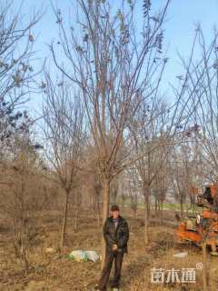 15公分暴马丁香