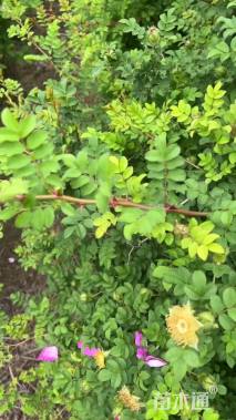 高度180厘米黄刺玫